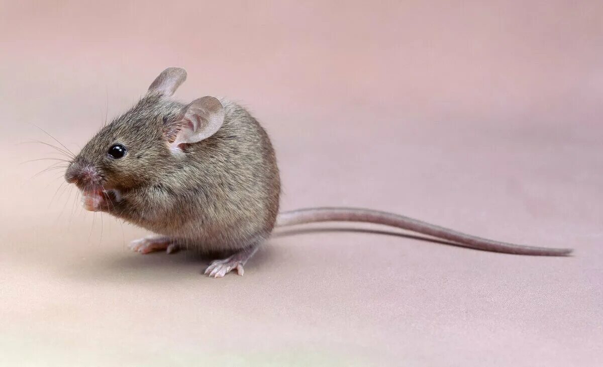 Мышь полевка серая. Мышь домовая серая. Серая мышовка. Мышка Живая.