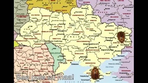 ЖУК (Kartulimardikas, e.k subtiitrid videos) - meeskoorile või -ansamblile - You