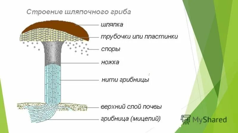 Строение гриба боровика. Строение шляпки шляпочного гриба. Строение шляпочного гриба рисунок. Строение гриба для дошкольников. Опята строение.