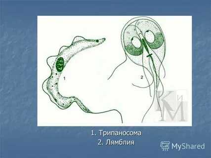 Инфузория лямблия