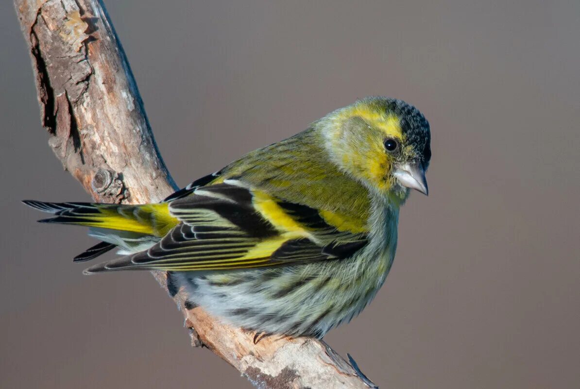 птица чижик фото и описание. форум чижик птицы. чиж – spinus spinus (l. форум чижик птицы. Spinus spinus самка.