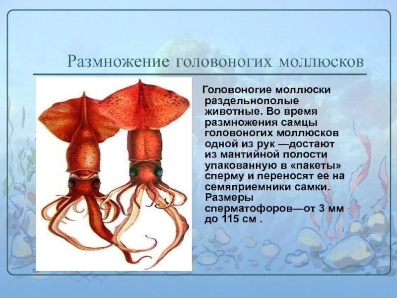 Развитие головоногих. Система размножения головоногих моллюсков. Органы размножения класс головоногие. Головоногие моллюски размножение и развитие. Строение развитие головоногих моллюсков.