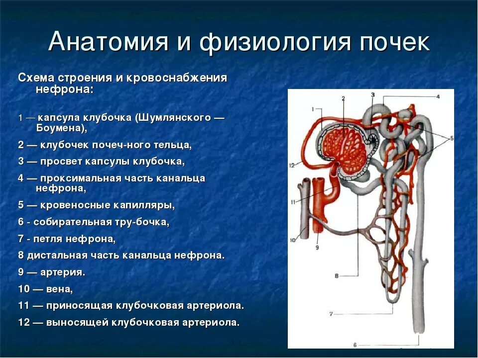 Каковы функции почек. Схема строения и кровоснабжения нефрона. Нефрон почки строение и функции. Строение почки почечный каналец. Строение нефрона физиология.