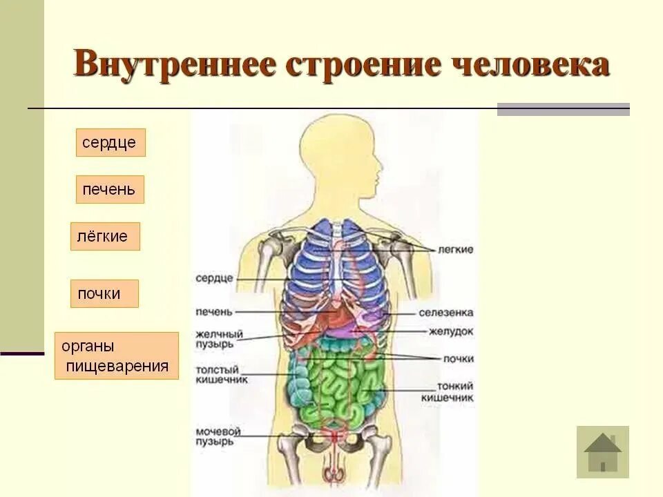 Внутренняя часть человека. Анатомия внутренних органов человека строение внутренних органов. Анатомия строение скелета человека и органов. Организм человека схема внутреннее строение 2класс. Скелет туловища человека с органами.