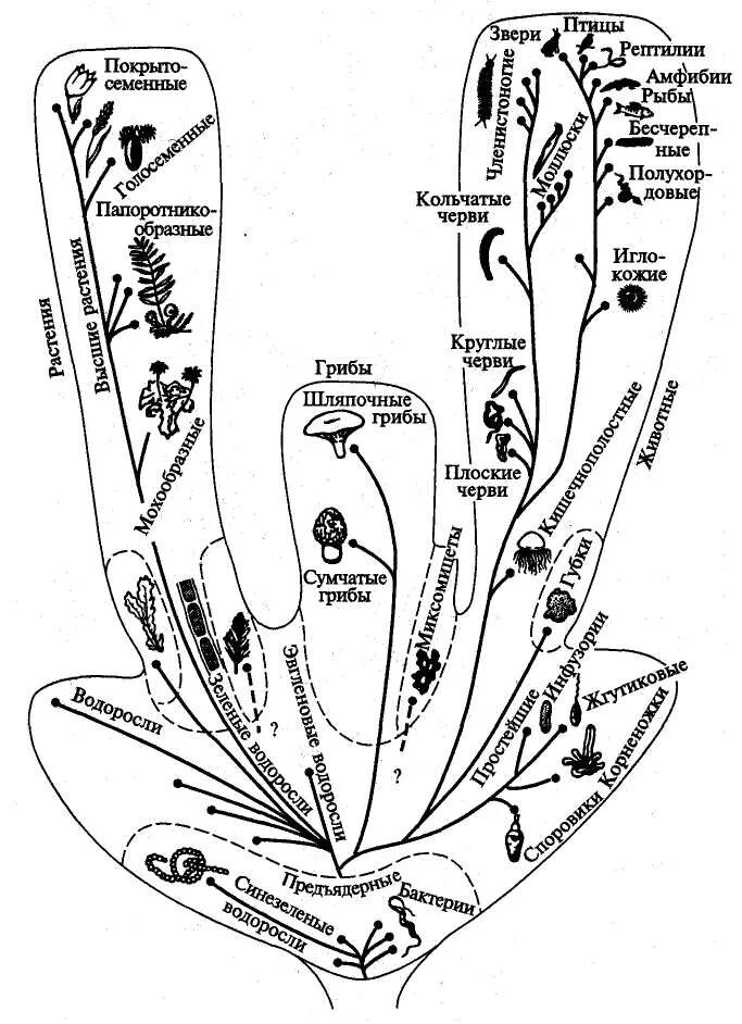Филогения живых организмов схема. Эволюционное Древо растений схема.