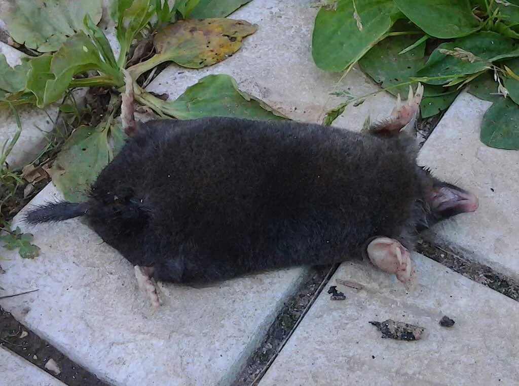 Крот большой. Крот слепыш. Маленький крот. Крот белый. Полёвка и крот.