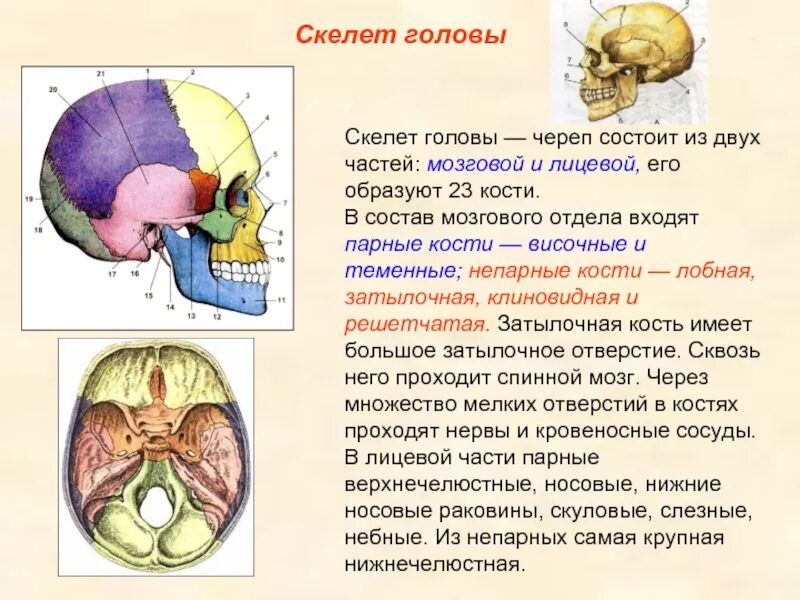 Череп входит в состав. Череп анатомия презентация. презентация кости черепа анатомия. скелет головы череп человека. скелет черепа человека презентация.
