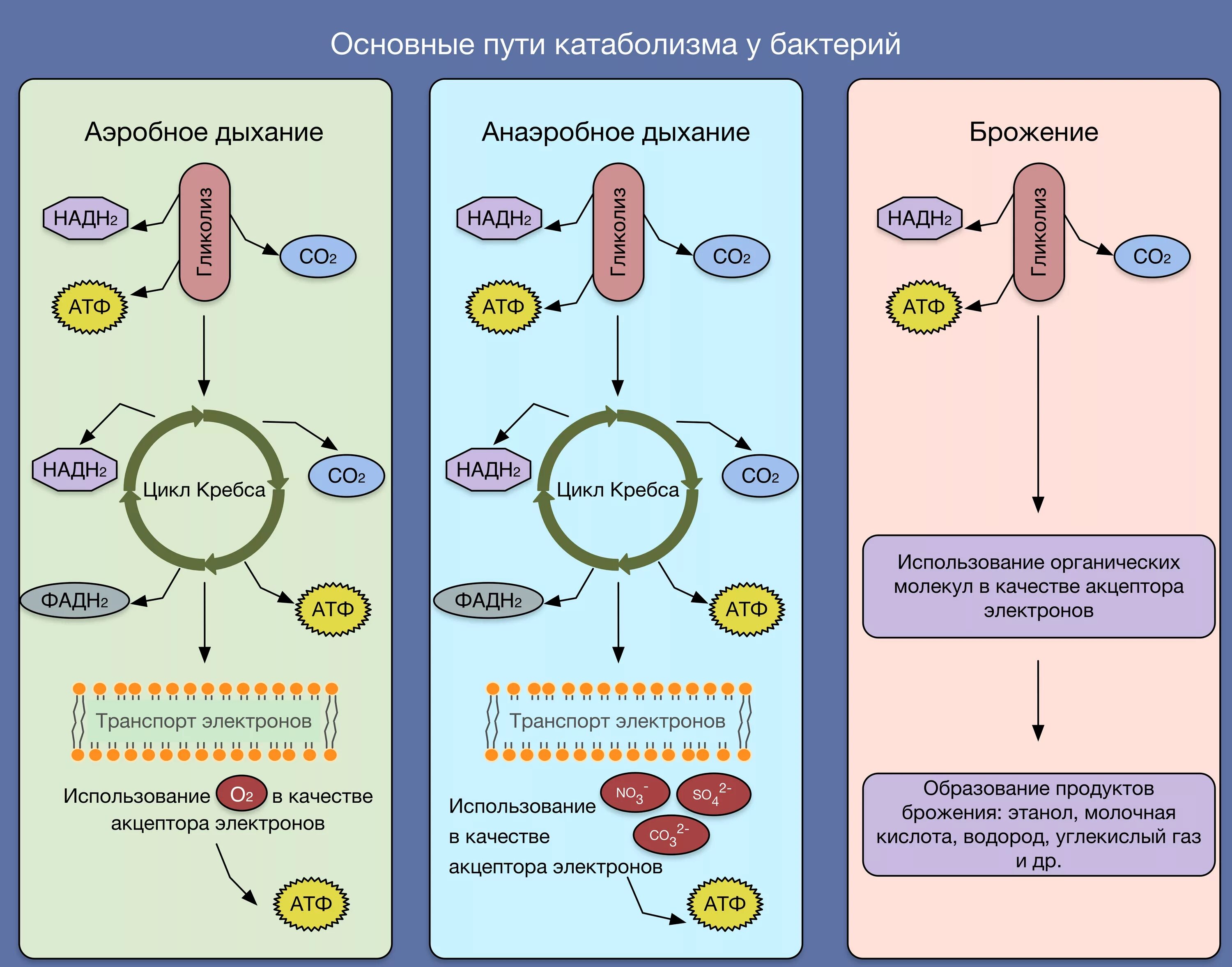 Аэробное и анаэробное дыхание схема. Аэробное дыхание микроорганизмов. Аэробное и анаэробное дыхание сравнение. Сравнительная характеристика аэробного и анаэробного дыхания. Этапы анаэробных организмов
