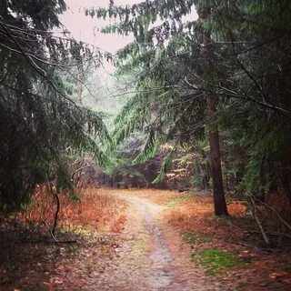 Gone forest