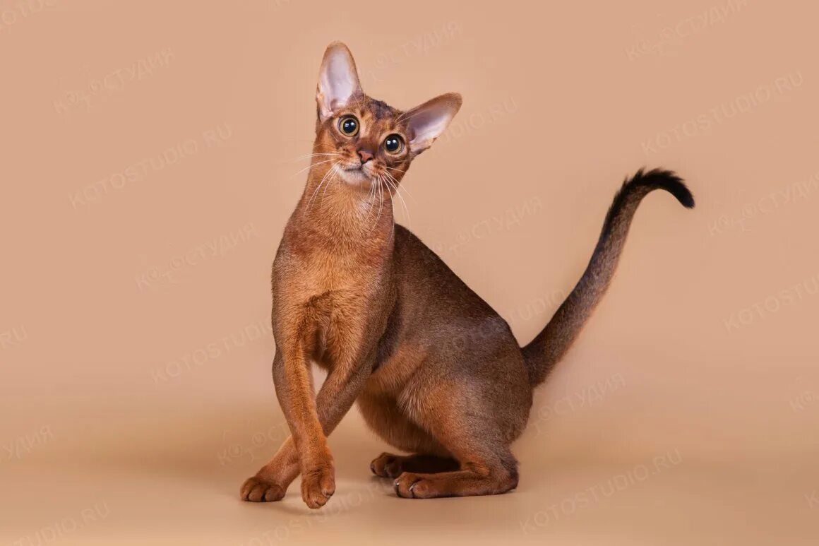 Рассмотрите фотографию кошки породы абиссинская и выполните. Кот породы абиссинец. Бурма и абиссинец. Ориентальная Бурма. Абиссинец фавн.