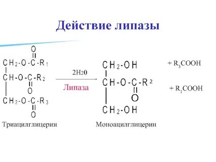 Что такое липаза