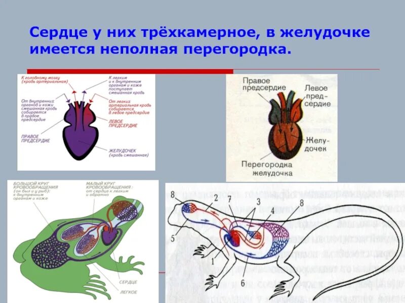 Трехкамерное сердце с перегородкой в желудочке. Трёхкамерное с неполной перегородкой в желудочке. Этрехкамеиное сердце с неполной перегородок в жедудочке. У земноводных трехкамерное сердце с неполной перегородкой. Четырехкамерное сердце наличие диафрагмы кожные покровы