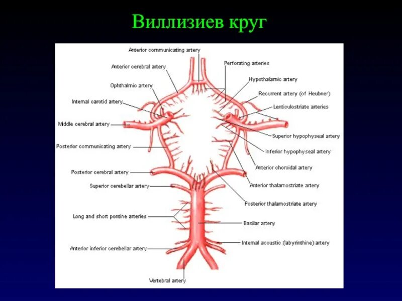 Развитие виллизиева круга в виде отсутствия кровотока. Кровообращение мозга. Виллизиев круг.. Анатомия сосуды Виллизиев круг. Артерии Виллизиева круга. Кровоснабжение мозга Виллизиев круг.