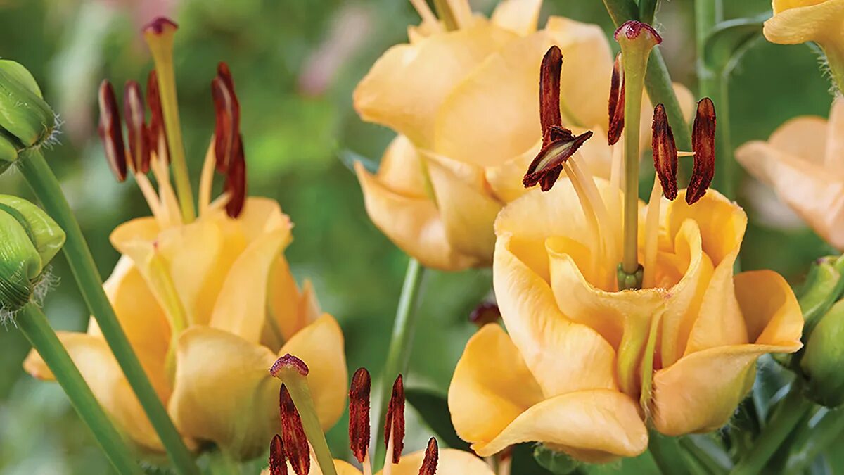 лилия априкот фьюжн. лилия априкот фьюджи. лилия эприкот фадж. лилия эприкот фьюжн. лилия априкот фьюжн.