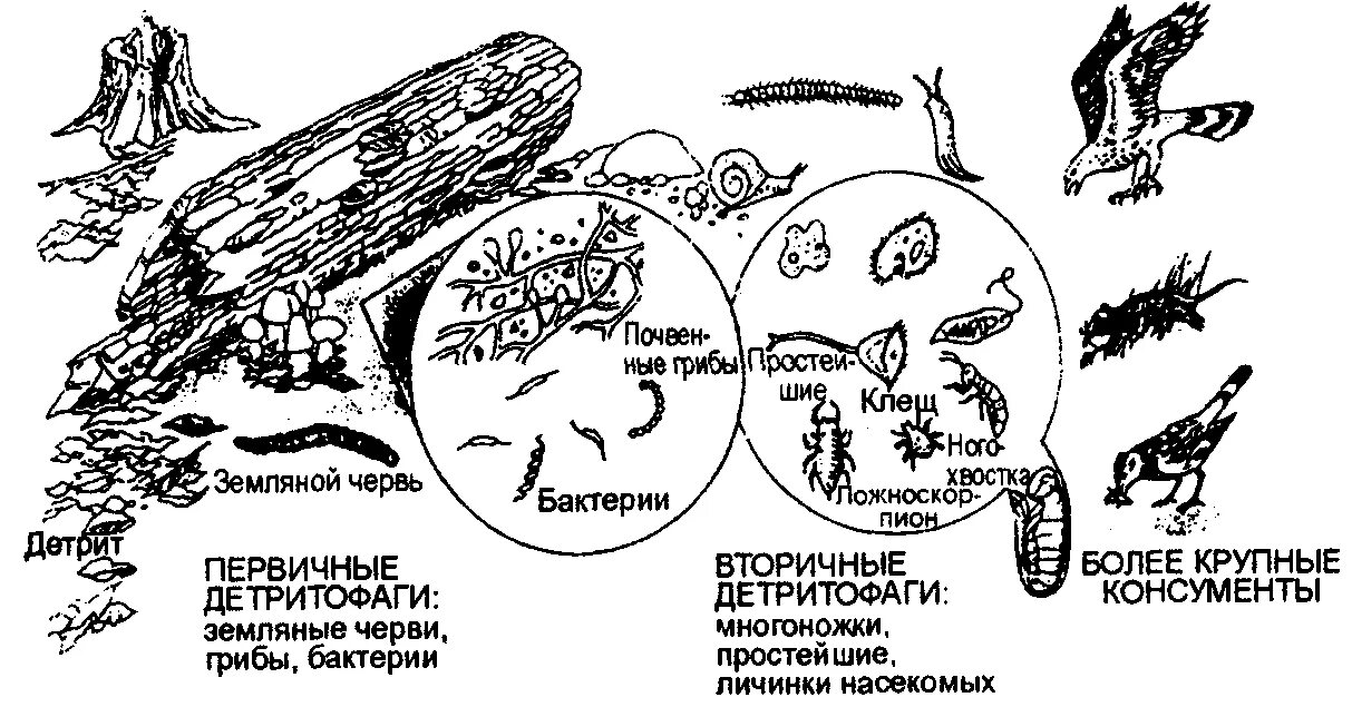 Дождевой червь редуцент или консумент. Детритные цепи питания схема. Детритная пищевая цепь в наземной экосистеме (по б. Небелу, 1993). Пищевые Цепочки детритные. Пищевая цепочка детритная.