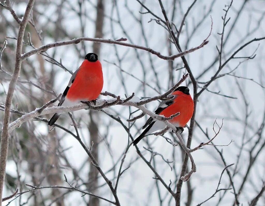 Деревня снегири. Деревня снегири. Дачный поселок снегири московская область истринский район. Горбунята кунгурский район пермский край. Поселок снегири рязань.