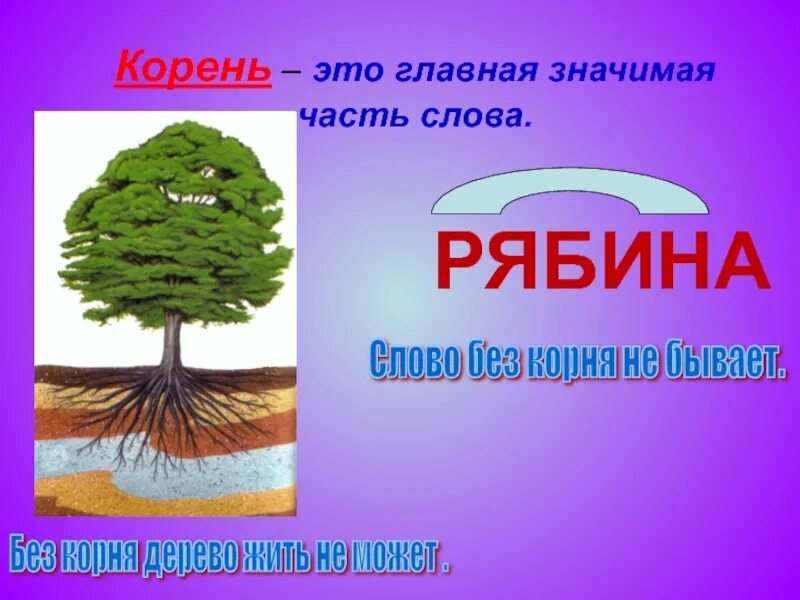 2 корня бывает. Коре ьмэто Главная значимая. Корень это Главная значимая. Корень. Корень это Главная значимая часть.