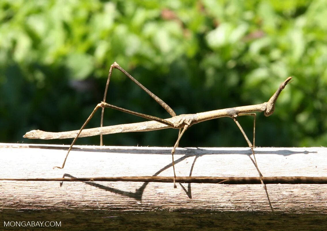таракан палочник. аннамский палочник. жук палочник. палочник двубугорчатый. жук палочник.