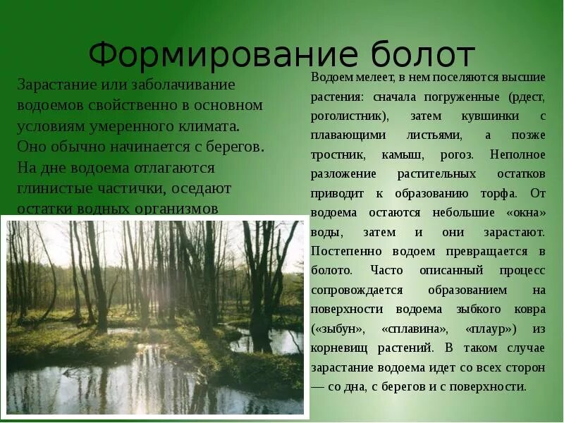 Возникновение болота. Причины заболачивания водоемов. Зарастание водоема. Процесс зарастания водоема. Стадии заболачивания водоема.