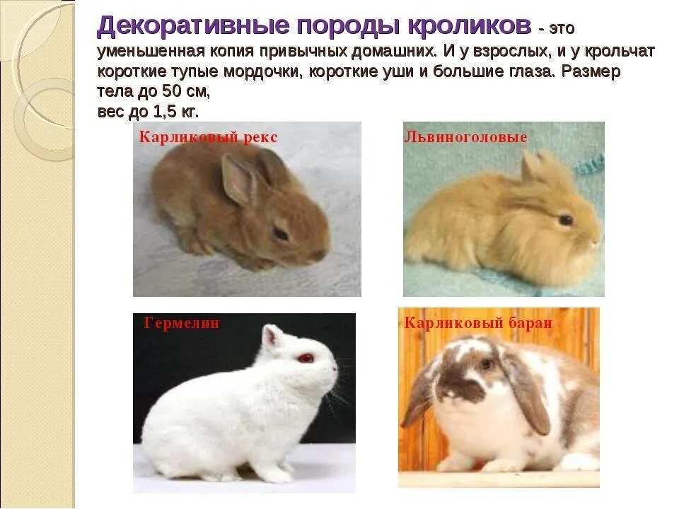 К каким животным относятся кролики. Породы домашних кроликов названия. Породы кроликов с фотографиями. Породы кроликов декоративных домашних. Породы кролей с фотографиями.