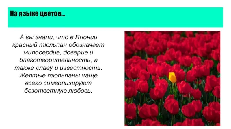 Что означает желтый тюльпан на языке цветов. Красные тюльпаны на языке цветов. Язык цветов тюльпаны. Красные тюльпаны значение на языке цветов. Тюльпаны обозначение цветов.