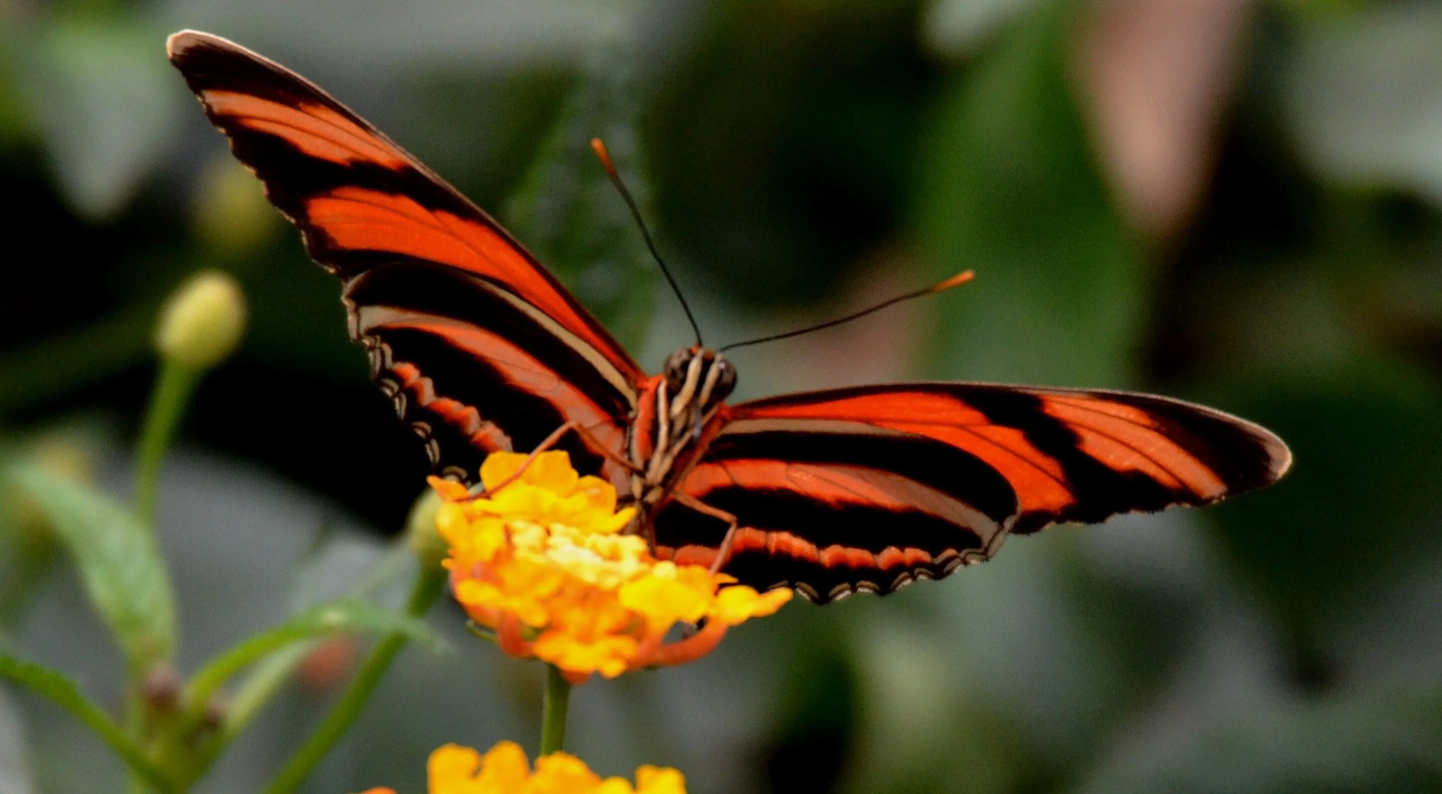 Бабочка черно оранжевая. Черно оранжевая бабочка. Бабочка оранжевая с черными. Бабочка оранжевая с полосками. Рыжая бабочка.