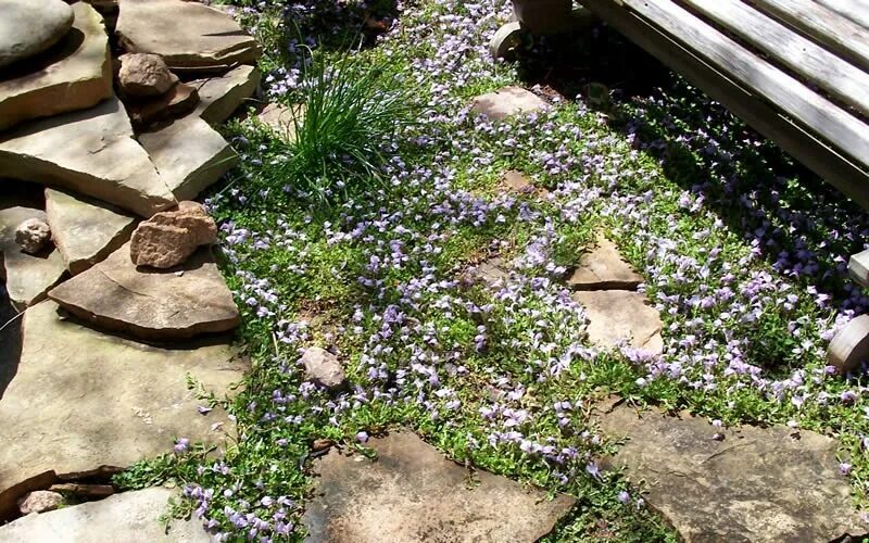 Мазус ползучий фото. Мазус ползучий. Мазус Purple. Мазус ползучий (mazus reptans). Мазус почвопокровный.