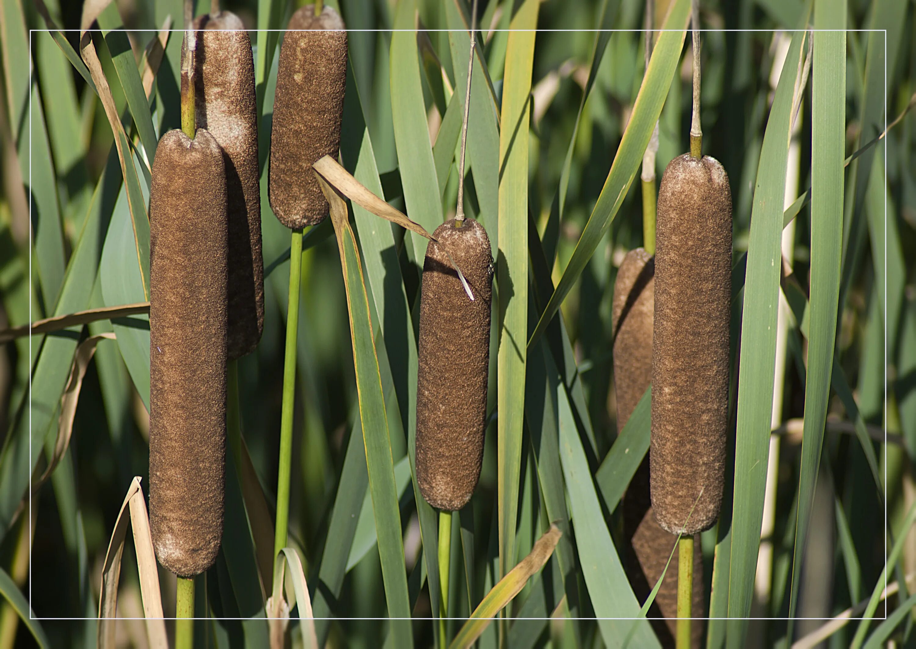 Камыш и рогоз. Камыш рогоз тростник. Рогоз Шутлеворта. Початки Рогоза (Typha latifolia).. Рогоз и камыш разница