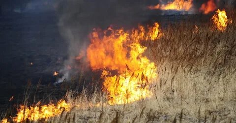 Пожары почв