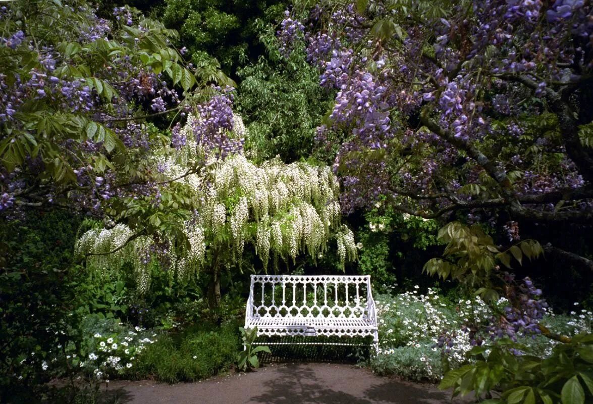 Сирень и чубушник в ландшафтном. Миксбордер с черемухой. Hidcote Manor Garden. Что посадить под сиренью