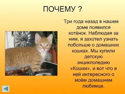 Описание кота 2 класс русский язык составить
