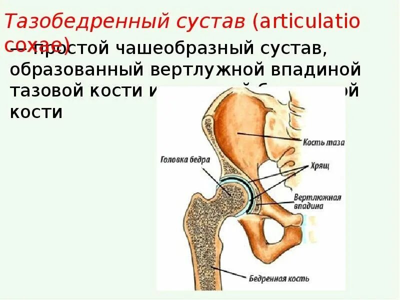 Анатомия тазобедренного сустава кости. Вертлужная кость тазобедренного сустава. Строение сустава бедренной кости. Вертлужная впадина тазобедренного сустава.