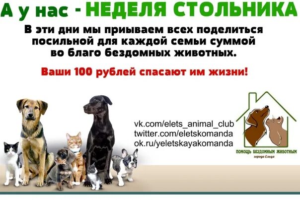 Помощь животным елец. Неделя стольника. помощь бездомным животным. картинка день стольника для бездомных животных. посты о помощи животным.