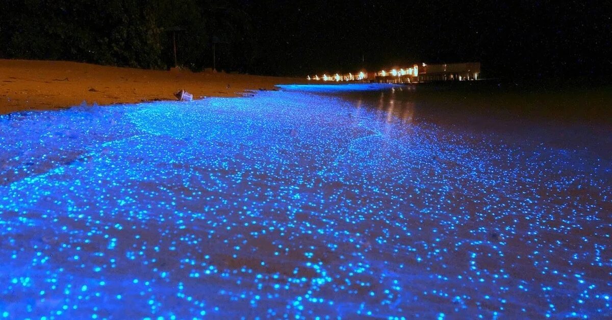 Пляж ваадху мальдивы. Море звезд на острове ваадху мальдивы. Пляж ваадху мальдивы. Светящиеся берег. Остров ваадху мальдивы.