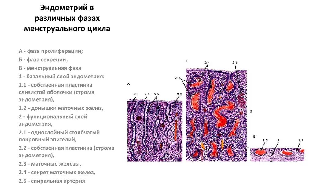 Эндометрий менструационного цикла. Стадии менструационного цикла гистология. Эндометрий пролиферативного типа что это гистология. Матка фаза пролиферации гистология. Эндометрия в различные фазы менструальный цикл.