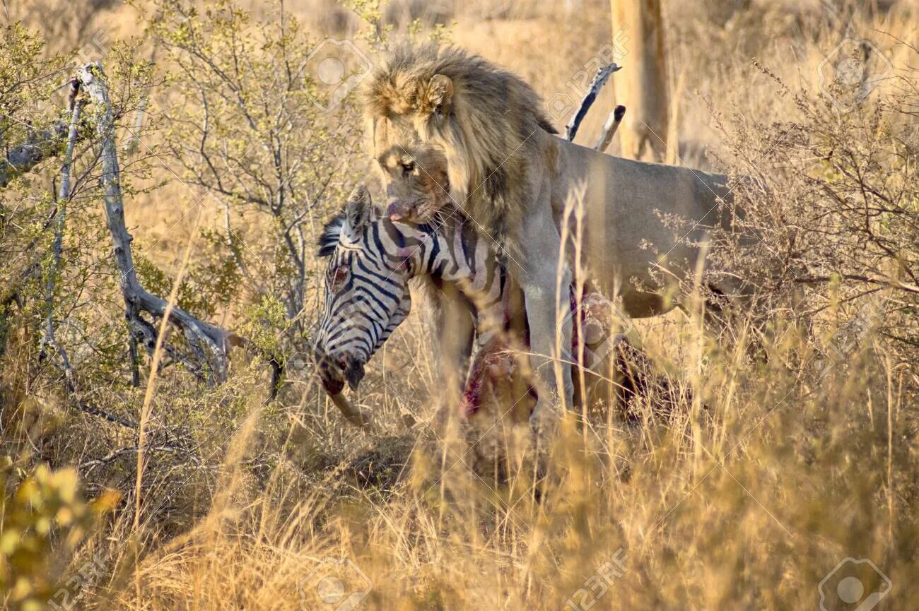 Фото где Лев кушает зебру. Лев нвподает и жрёт зебру.