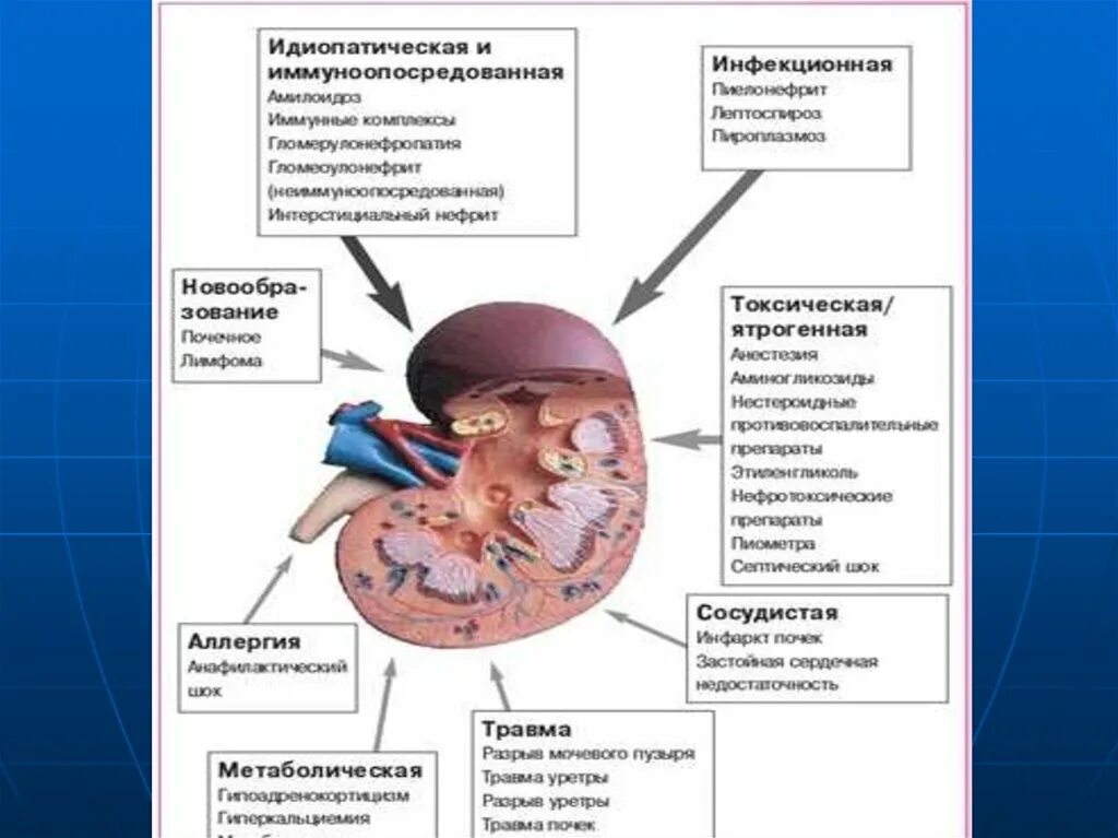 Антибиотики при хпн
