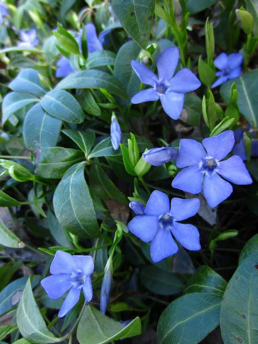 Барвинок малый (Vinca Minor). Барвинок малый Вариегата.