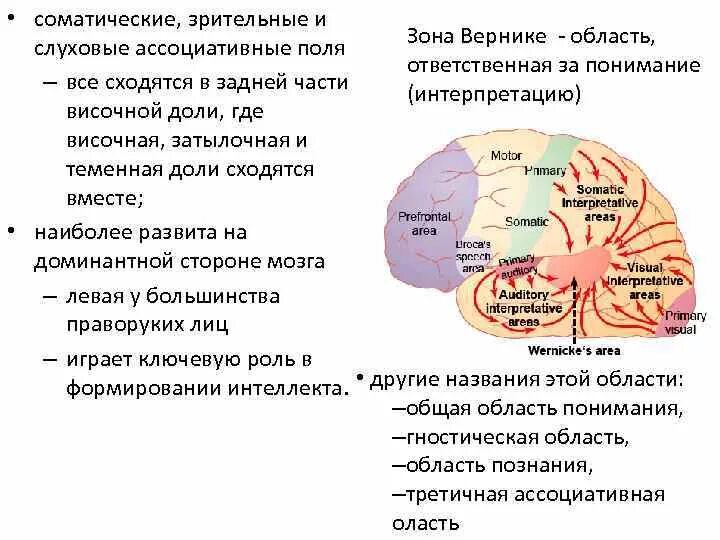 Речевые зоны мозга. Первичные вторичные и третичные зоны мозга. Первичные вторичные третичные поля коры головного мозга. Область Вернике в мозге.