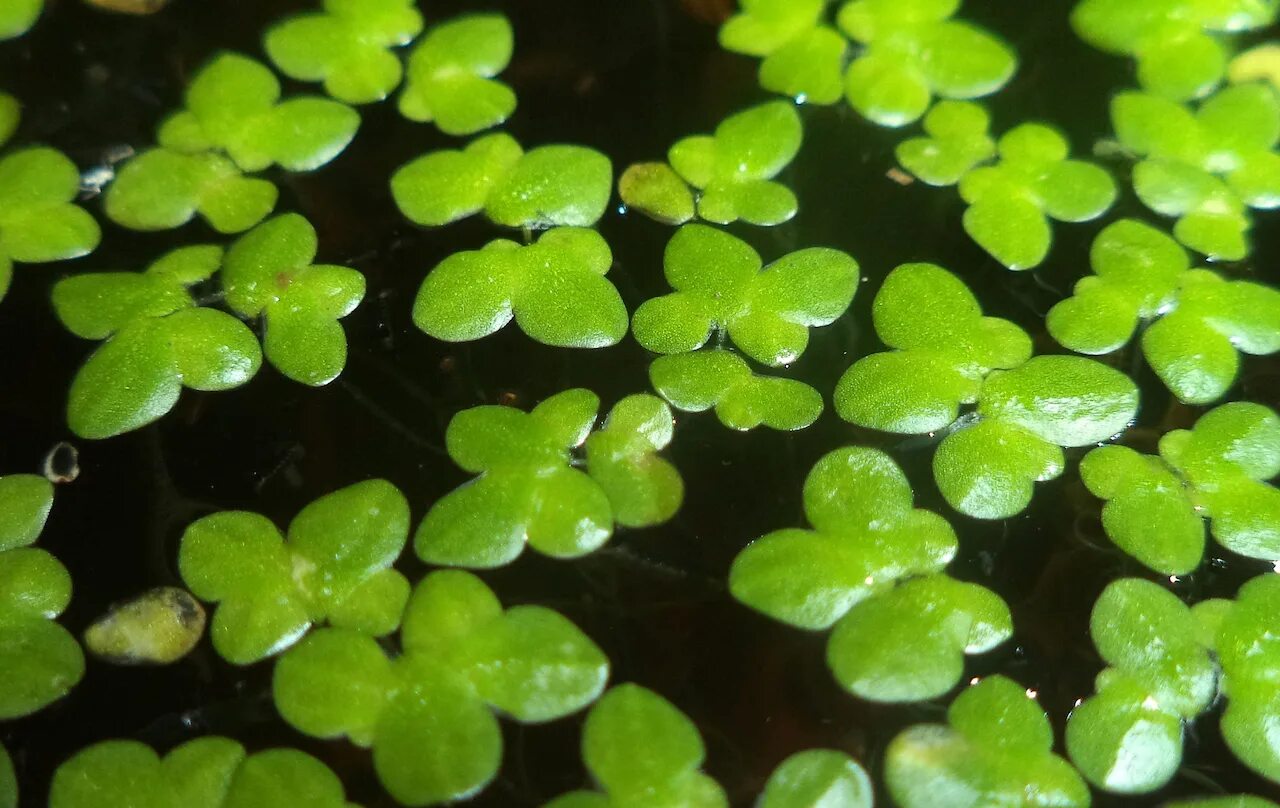 Маленькие водоросли. Ряска (Lemna). Ряска малая Lemna Minor. Трава Ряска Болотная. Ряска это гидрофит.