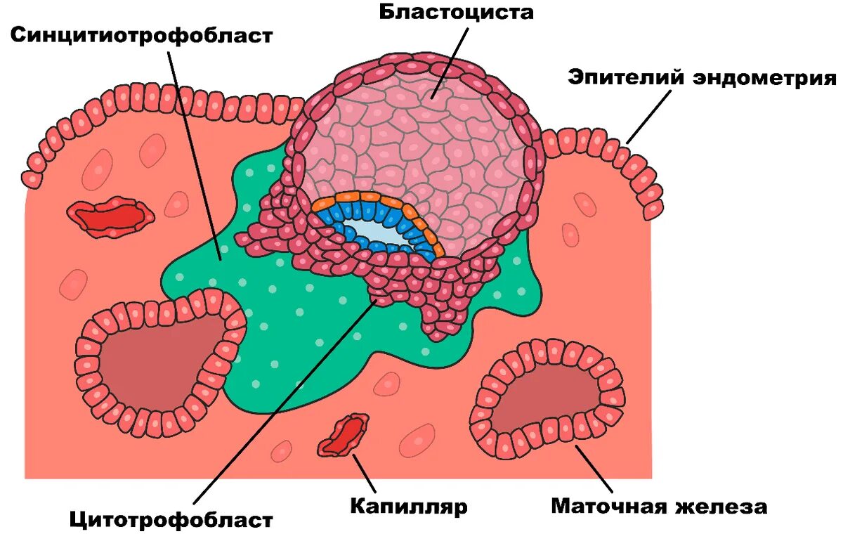Дифференцировка трофобласта