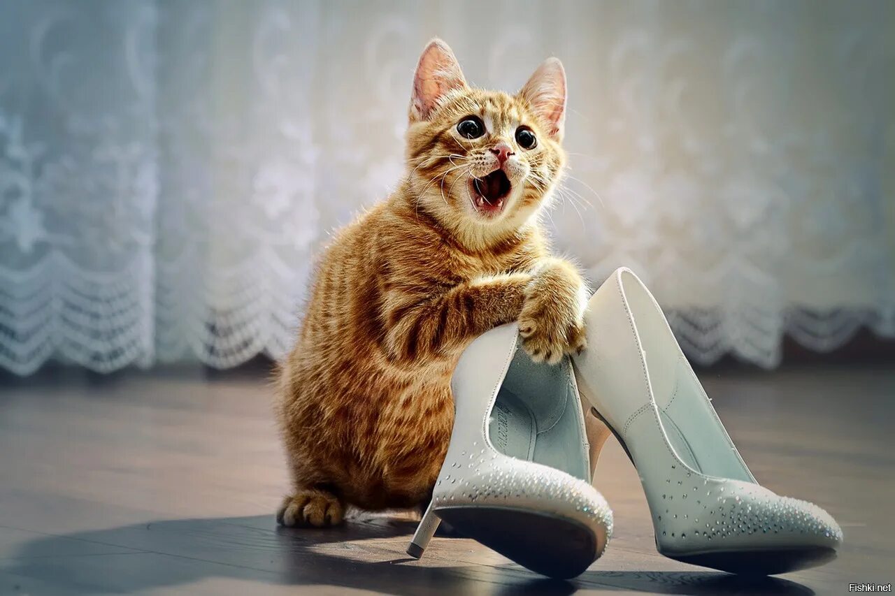 Посмотри очень интересный. Мамма Миа итальяно писуаро. Забавные кошки. Кошка в туфлях. Рыжий кот и туфли.