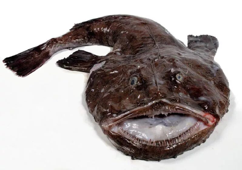 фэнтези еда. мужской обед. морской черт приготовленный. мужские блюда. блюда из рыбы.