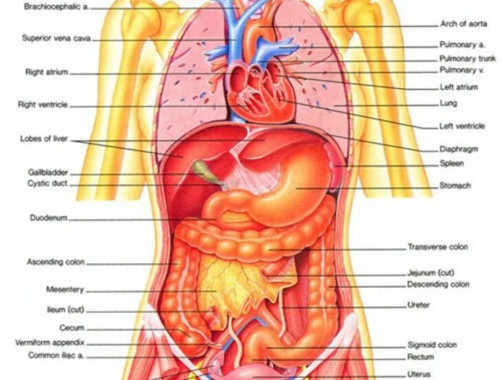 Анатомия внутренних органов женщины фото