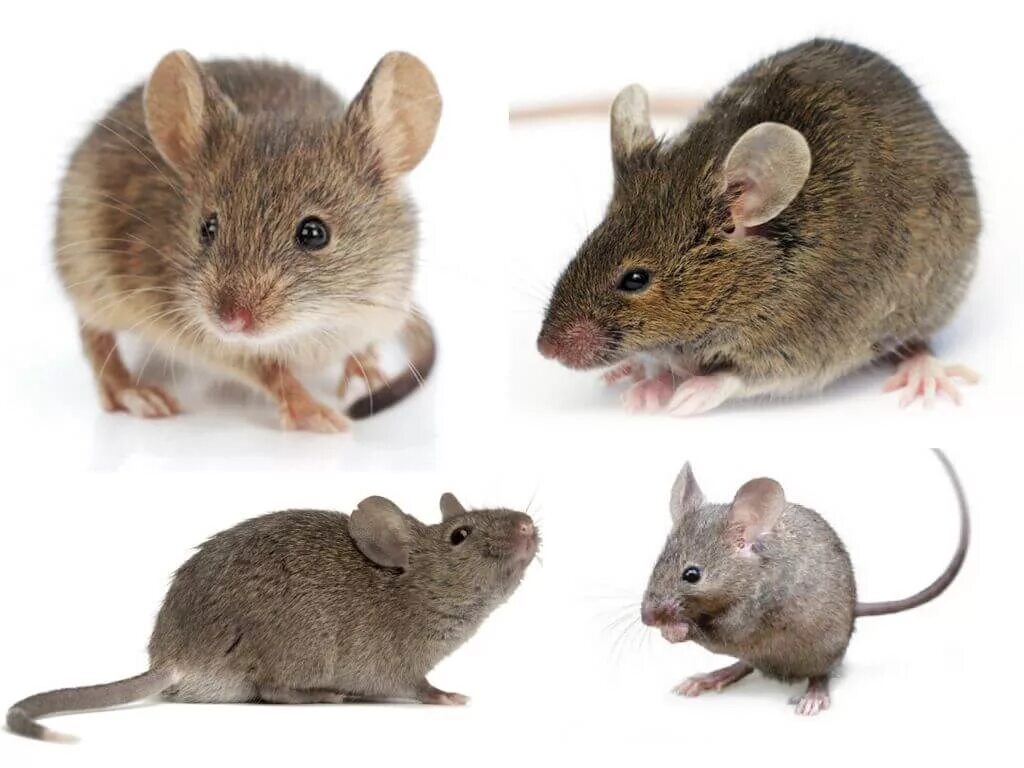 Отряд Грызуны, семейство мышиных. Разновидности мышей. Мышь фото. Мышь грызун.