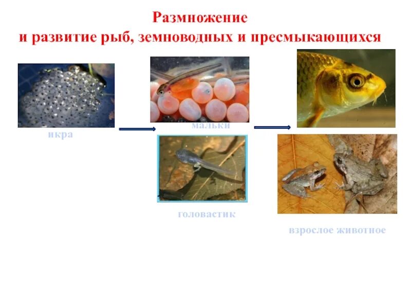 Икринка малек рыба. Развитие животных. Размножение и развитие земноводных. Этапы развития рыбы.