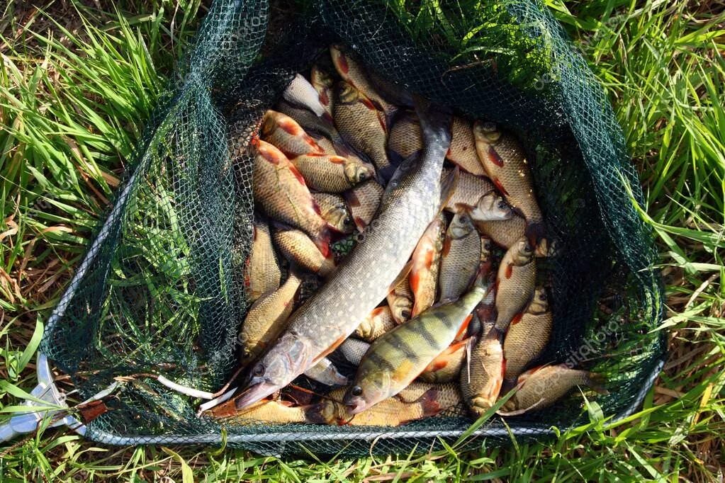 Поймать живую рыбу руками. Шушпанское водохранилище рыбалка. Шушпанское водохранилище рыба. Налим в Тамбовской области. Сачок для рыбы.