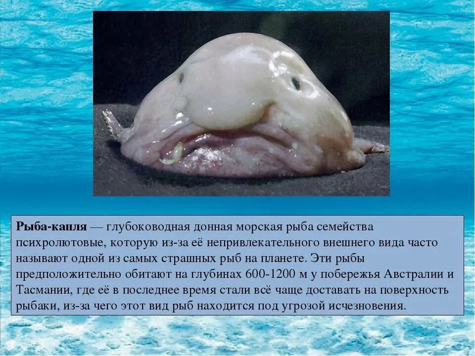 Позвоночные животные презентация. Информация о млекопитающих. Интересные млекопитающие животные. Доклад о млекопитающем животном. Сообщение про млекопитающих.