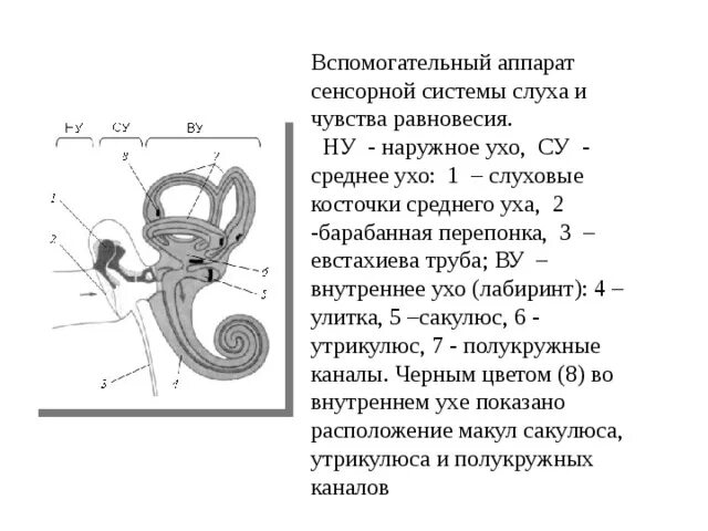 Практическая работа вестибулярный аппарат 8 класс биология. Вспомогающий аппарат вестибулярной сенсорной системы. Вспомогательный аппарат слуха. Слуховая сенсорная система вспомогательный аппарат. Вспомогательный аппарат уха.