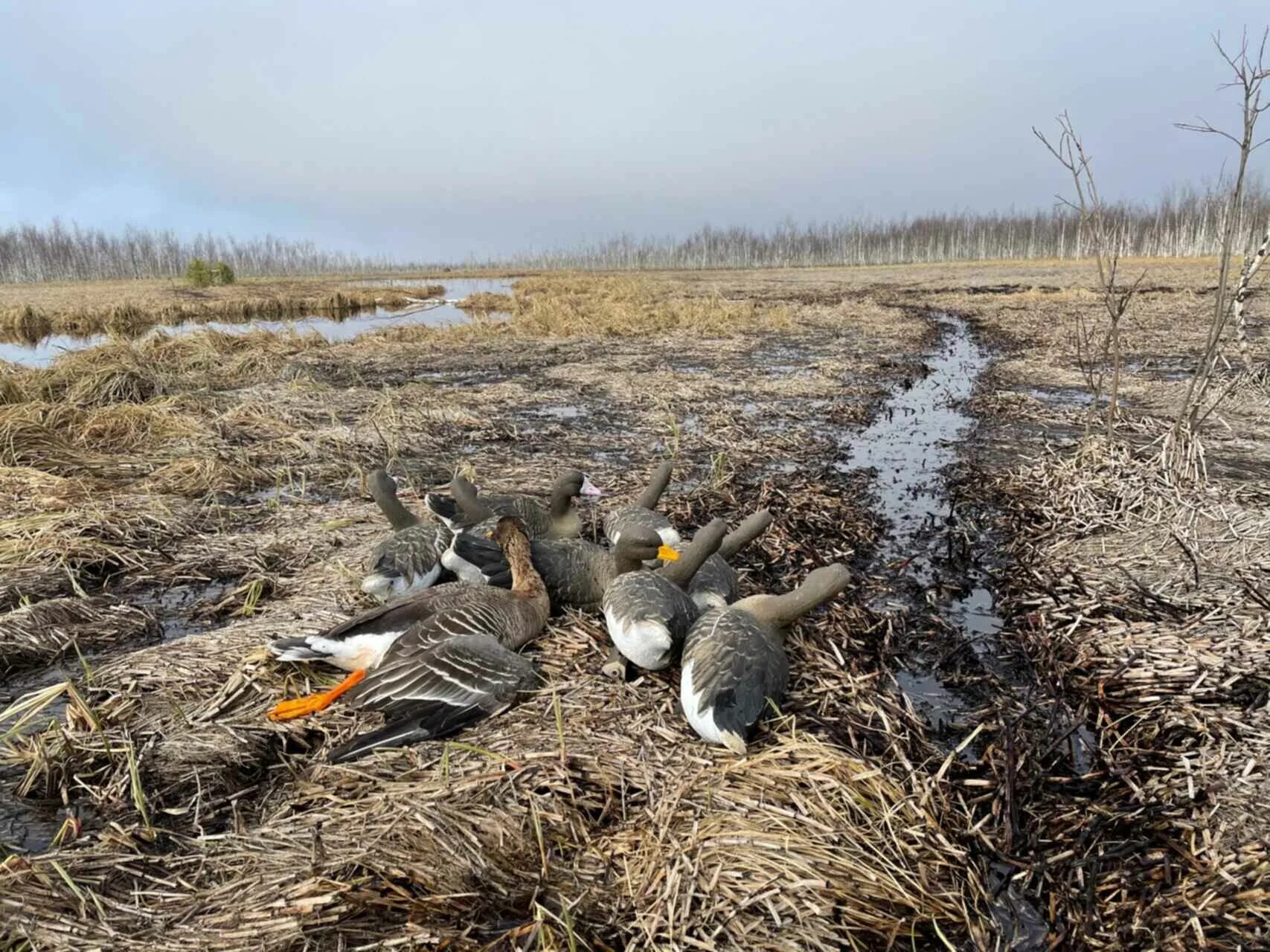 Сроки весенней охоты 2024 в новосибирской области. Открытие охоты на гуся 2021. Картина охота на гусей. Весенняя охота тундра.
